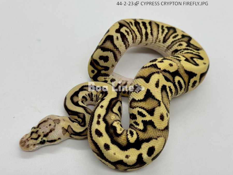 CYPRESS CRYPTON FIREFLY